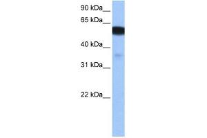 NHEDC1 antibody used at 0. (NHEDC1 抗体  (N-Term))
