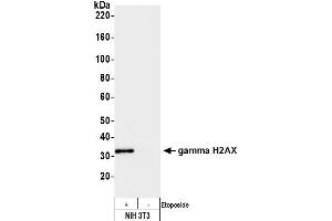 Western Blotting (WB) image for anti-gamma Histone Variant H2AX (GAMMA-H2AX) (Ser140) antibody (ABIN7449557) (gamma H2AX 抗体  (Ser140))