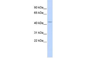 WB Suggested Anti-ACP2 Antibody Titration:  0.