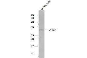 Mouse lymph Node lysates probed with LYVE-1 Polyclonal Antibody, Unconjugated  at 1:300 dilution and 4˚C overnight incubation. (LYVE1 抗体  (AA 51-150))