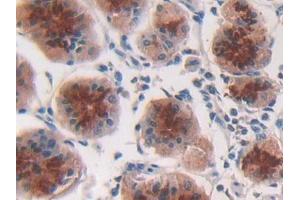 DAB staining on IHC-P; Samples: Human Stomach Tissue (IFNA2 抗体  (AA 24-188))