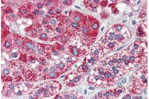 Human Adrenal (formalin-fixed, paraffin-embedded) stained with F2RL1 antibody ABIN337049 at 5 ug/ml followed by biotinylated anti-mouse IgG secondary antibody ABIN481714, alkaline phosphatase-streptavidin and chromogen. (F2RL1 抗体  (N-Term))
