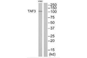 Western blot analysis of extracts from K562 cells, using TAF3 antibody. (TAF3 抗体)