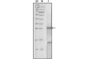 Western blot analysis using KLK3 mouse mAb against truncated KLK3 recombinant protein.