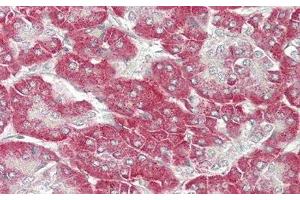 Immunohistochemistry (IHC) image for anti-Klotho beta (KLB) (AA 517-636) antibody (ABIN7436540)