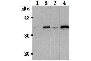 Western Blotting (WB) image for anti-Tumor Necrosis Factor (Ligand) Superfamily, Member 13b (TNFSF13B) antibody (ABIN1449224) (BAFF 抗体)