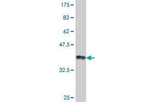 Western Blot detection against Immunogen (38. (ZNF83 抗体  (AA 1-111))
