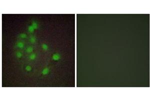 Immunofluorescence analysis of A549 cells, using HAND1 antibody. (HAND1 抗体  (C-Term))