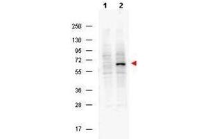 Western blot using  Protein A purified Mouse Monoclonal anti-Pdcd4 pS457 antibody shows detection of phosphorylated Pdcd4 (indicated by arrowhead at ~62 kDa) in NIH-3T3 cells after 5 min treatment with 30 ng/mL PDGF (lane 2). (PDCD4 抗体  (pSer457))