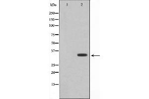 Western blot analysis on RAW264. (COX11 抗体  (Internal Region))