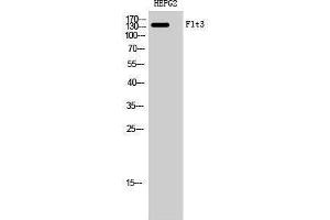 Western Blotting (WB) image for anti-Fms-Related tyrosine Kinase 3 (FLT3) (Ser387) antibody (ABIN3184641) (FLT3 抗体  (Ser387))