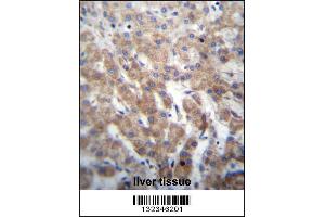 FGFRL1 Antibody immunohistochemistry analysis in formalin fixed and paraffin embedded human liver tissue followed by peroxidase conjugation of the secondary antibody and DAB staining. (FGFRL1 抗体  (N-Term))