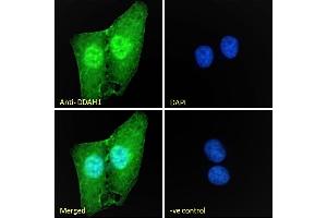 (ABIN184669) Immunofluorescence analysis of paraformaldehyde fixed U2OS cells, permeabilized with 0. (DDAH1 抗体  (C-Term))