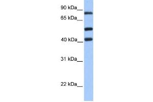 Western Blotting (WB) image for anti-Host Cell Factor C2 (HCFC2) antibody (ABIN2457963) (HCFC2 抗体)