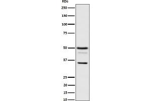 Western blot analysis of Bag1 expression in HeLa cell lysate.