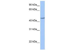 WB Suggested Anti-ZNF485 Antibody Titration:  0. (ZNF485 抗体  (C-Term))