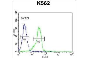 anti-Family with Sequence Similarity 155, Member A (FAM155A) (AA 45-72), (N-Term) antibody