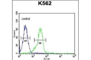 FA Antibody (N-term) (ABIN654099 and ABIN2843983) flow cytometric analysis of K562 cells (right histogram) compared to a negative control cell (left histogram). (FAM155A 抗体  (N-Term))