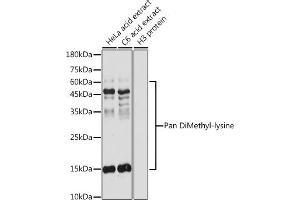 Western blot analysis of extracts of various cell lines, using Pan DiMethyl-lysine antibody (ABIN7266777) at 1:500 dilution. (Dimethyl-Lysine 抗体)