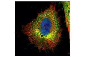Immunofluorescence (IF) image for anti-Cofilin 1 (CFL1) antibody (ABIN2855302)