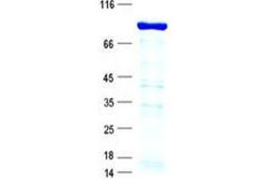 Validation with Western Blot (ZNF263 Protein (His tag))