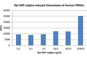 SDS-PAGE of Rat Macrophage Inflammatory Protein-1 alpha (CCL3) Recombinant Protein Bioactivity of Rat Macrophage Inflammatory Protein-1 alpha (CCL3) Recombinant Protein. (CCL3 蛋白)