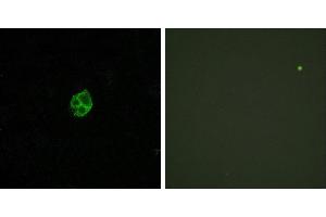 Peptide - +Western blot analysis of extracts from K562 cells, treated with PMA (1ng/ml, 15mins), using GPR151 antibody.