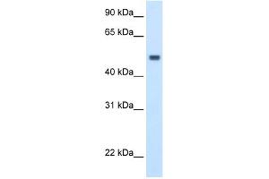 WB Suggested Anti-MAT1A Antibody Titration:  2. (MAT1A 抗体  (C-Term))