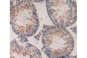 IHC-P analysis of Mouse Tissue, with DAB staining. (BAFF 抗体  (AA 68-302))