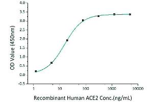 ELISA image for SARS-CoV-2 Spike S1 (Active) protein (His-Avi Tag) (ABIN6952735)