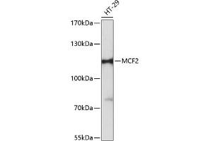 Western blot analysis of extracts of HT-29 cells, using MCF2 antibody (ABIN6133243, ABIN6143632, ABIN6143633 and ABIN6216611) at 1:3000 dilution. (MCF2 抗体  (AA 872-1001))