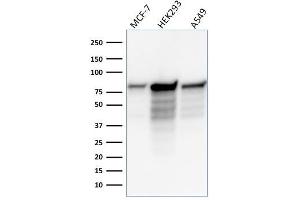 Western Blot Analysis of MCF-7, HEK-293, A549 lysate using MCM7 Mouse Monoclonal Antibody (MCM7/1466). (MCM7 抗体  (AA 195-319))
