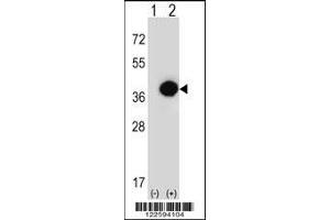 Western blot analysis of PHYH using rabbit polyclonal PHYH Antibody using 293 cell lysates (2 ug/lane) either nontransfected (Lane 1) or transiently transfected (Lane 2) with the PHYH gene. (PHYH 抗体  (N-Term))