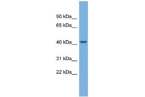 WB Suggested Anti-UST Antibody Titration:  0. (UST 抗体  (N-Term))