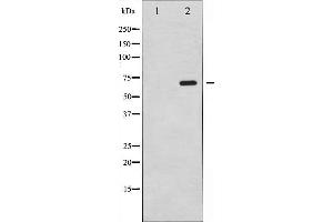 Western blot analysis of SRF expression in PMA treated NIH-3T3 whole cell lysates,The lane on the left is treated with the antigen-specific peptide. (SRF 抗体  (N-Term))