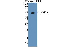 Western blot analysis of the recombinant protein. (PDGFC 抗体  (AA 23-345))