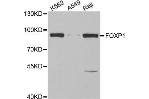 Western blot analysis of extracts of various cell lines, using FOXP1 antibody. (FOXP1 抗体)