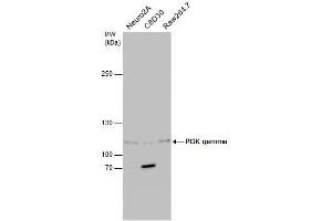 WB Image Various whole cell extracts (30 μg) were separated by 5% SDS-PAGE, and the membrane was blotted with PI3K gamma antibody [C3], C-term , diluted at1:500.