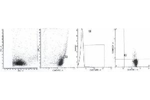 Image no. 2 for anti-Transforming Growth Factor, beta 1 (TGFB1) antibody (ABIN1109227) (TGFB1 抗体)