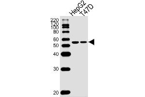 Lane 1: HepG2 Cell lysates, Lane 2: T47D Cell lysates, probed with ALDH6A1 (147CT8.