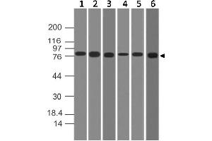 Image no. 1 for anti-conserved Helix-Loop-Helix Ubiquitous Kinase (CHUK) antibody (ABIN5027766) (IKK alpha 抗体)
