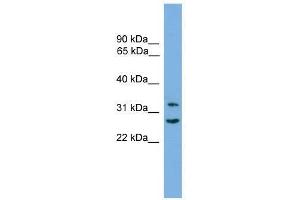 FSTL1 antibody used at 0. (FSTL1 抗体  (C-Term))