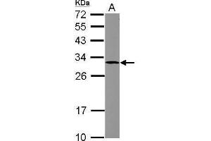 WB Image Sample (30 ug of whole cell lysate) A: HCT116 12% SDS PAGE antibody diluted at 1:1000 (SOCS3 抗体  (C-Term))