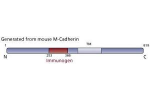 Image no. 2 for anti-M-Cadherin (CDH15) (AA 253-366) antibody (ABIN968364) (CDH15 抗体  (AA 253-366))