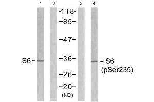 Western blot analysis of extracts from 293 cells untreated or treated with serum (10%, 15min), using S6 Ribosomal protein (Ab-235) antibody (E021225, Line 1 and 2) and S6 Ribosomal protein (phospho-Ser235) antibody (E011232, Line 3 and 4). (RPS6 抗体)