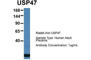 Western Blotting (WB) image for anti-Ubiquitin Specific Peptidase 47 (USP47) (Middle Region) antibody (ABIN2774253)