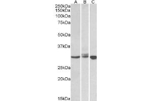 ABIN184599 staining (0. (BIRC7 抗体  (C-Term))