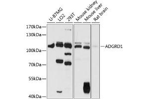Western blot analysis of extracts of various cell lines, using  antibody (ABIN6127782, ABIN6136571, ABIN6136572 and ABIN6216331) at 1:1000 dilution. (G Protein-Coupled Receptor 133 抗体  (AA 805-874))