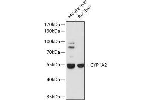 Western blot analysis of extracts of various cell lines, using CYP1 antibody (ABIN1679470, ABIN3015030, ABIN3015031 and ABIN6213604) at 1:1000 dilution. (CYP1A2 抗体  (AA 205-305))