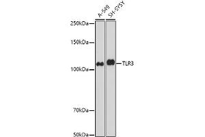 TLR3 抗体  (AA 464-647)